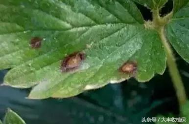 草莓蛇眼病的防治方法,草莓蛇眼病用什么农药