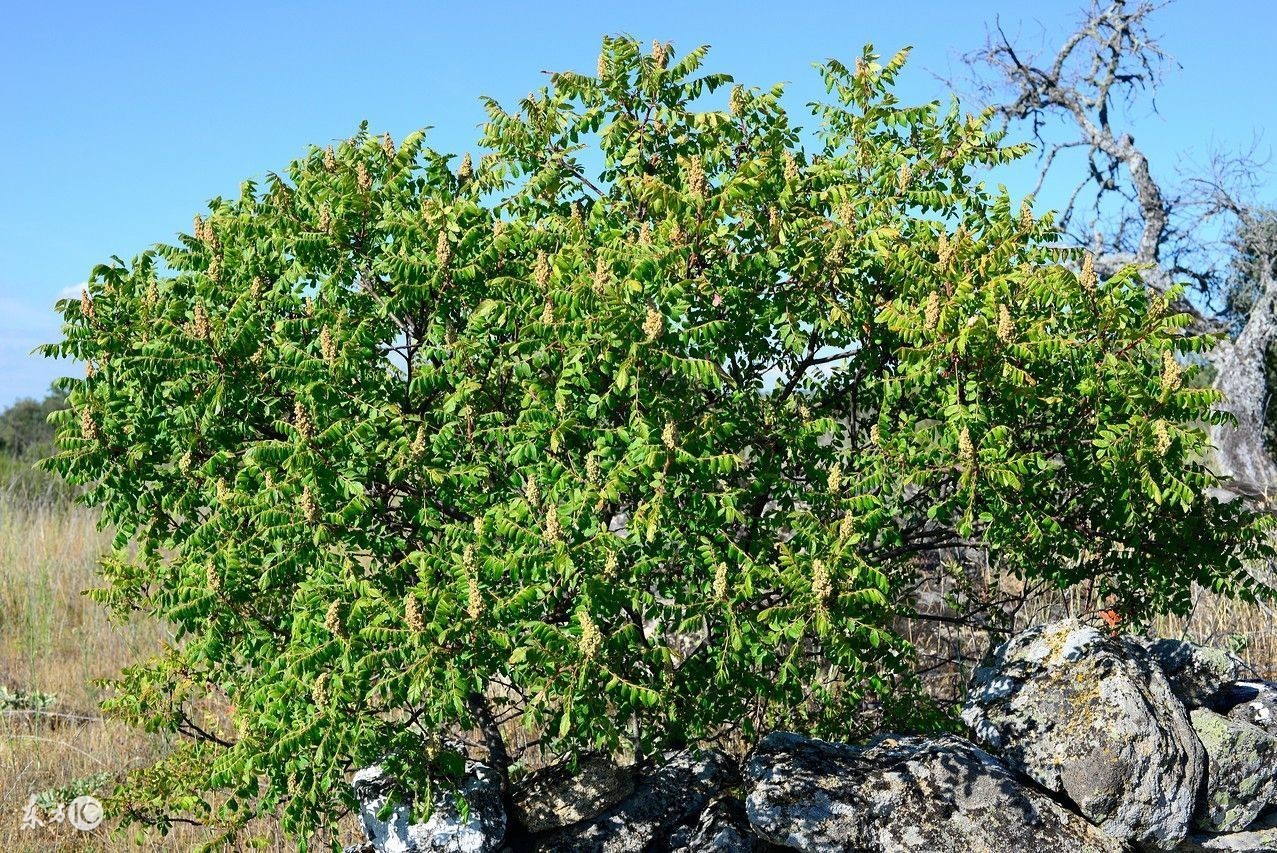 这种树让人闻风丧胆，一提起就害怕