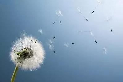 专治便秘的十种草药,便秘吃什么中草药通便快