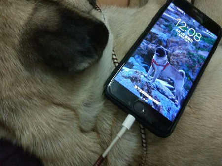 家长不让养宠物怎么办,家长不让孩子养宠物的原因的视频