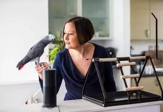 鹦鹉学舌爆出的秘密,鹦鹉学舌被坑