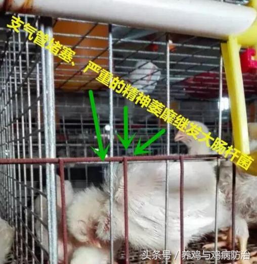 散养鸡支气管堵塞,养鸡堵肺