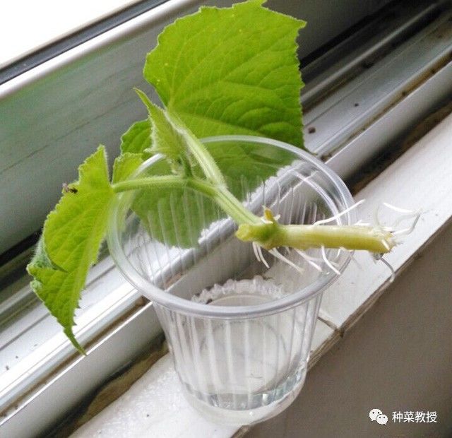 阳台种菜根部烂掉什么原因,阳台种菜黄瓜怎么种植