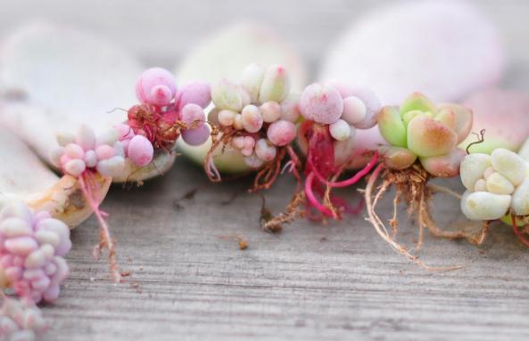 多肉叶插怎么提高存活率,多肉叶插怎么才存活率高