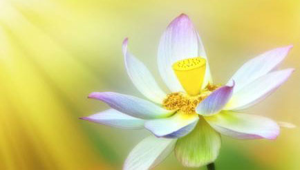 不吃药就解决新生儿黄疸的方法,新生儿20天黄疸9.1用吃药吗