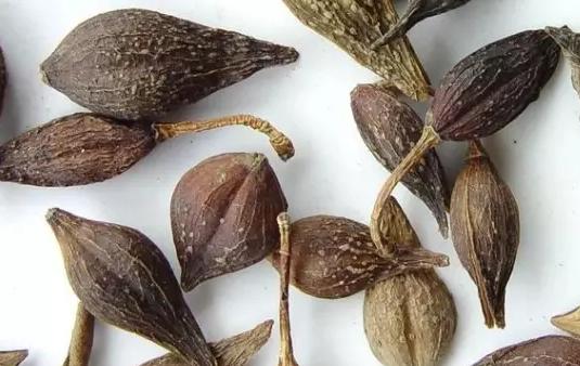 专治便秘的十种草药,便秘吃什么中草药通便快