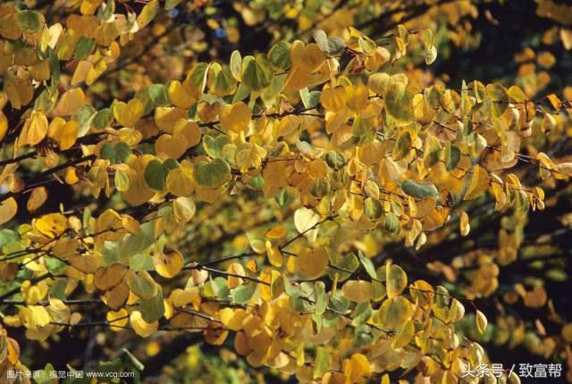 2022年苗木市场行情,西北地区苗木市场行情