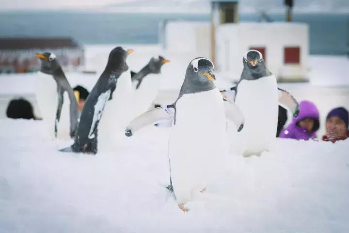 灏忔ń婕,灏忔ń姝ヨ娓歌