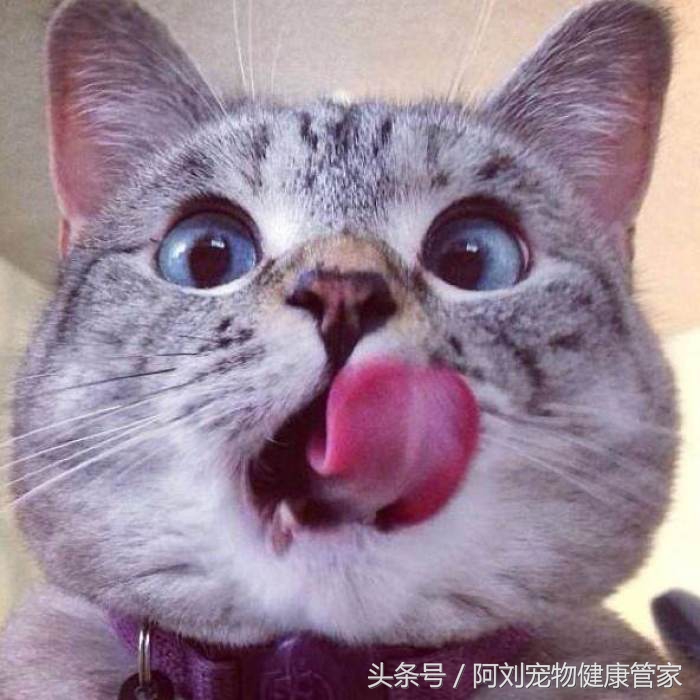 猫咪不孕不育是什么表现,猫咪不孕不育能查出来吗