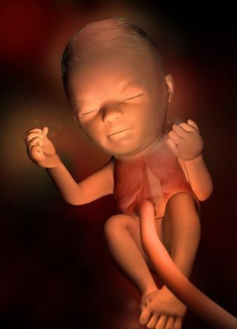 孕宝生长图,胎宝宝3d立体动画