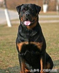 纯种罗威纳都有哪些测量标准？