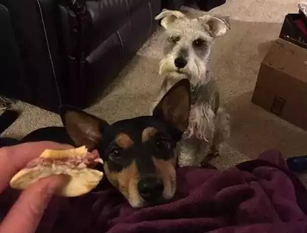 养宠物真的很浪费时间和精力吗,没有经济跟精力养宠物狗怎么办