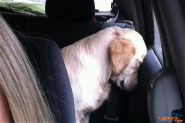 开车带狗兜风会怎么处罚,开车带狗出门狗子总是激动