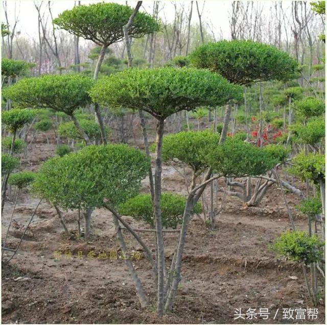 2022年苗木市场行情,西北地区苗木市场行情