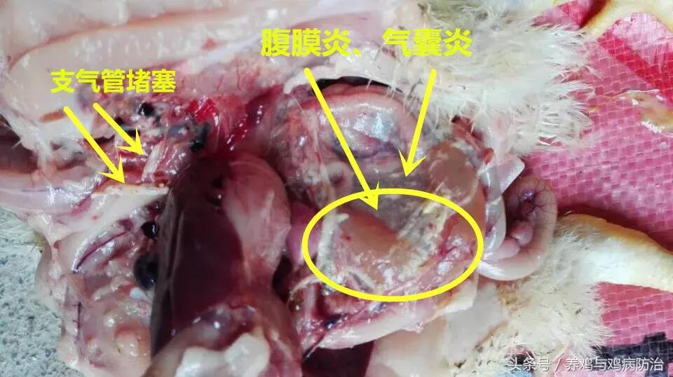 散养鸡支气管堵塞,养鸡堵肺