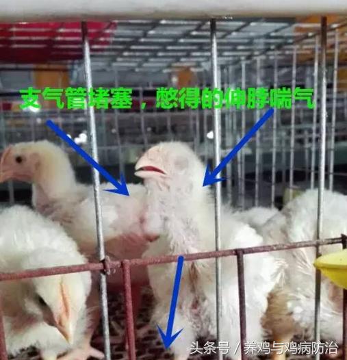散养鸡支气管堵塞,养鸡堵肺
