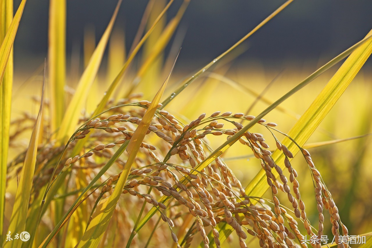 国庆中秋连休,适合秋天喝的酒推荐