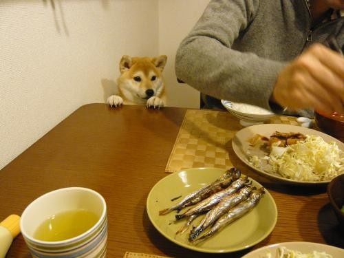 养宠物真的很浪费时间和精力吗,没有经济跟精力养宠物狗怎么办