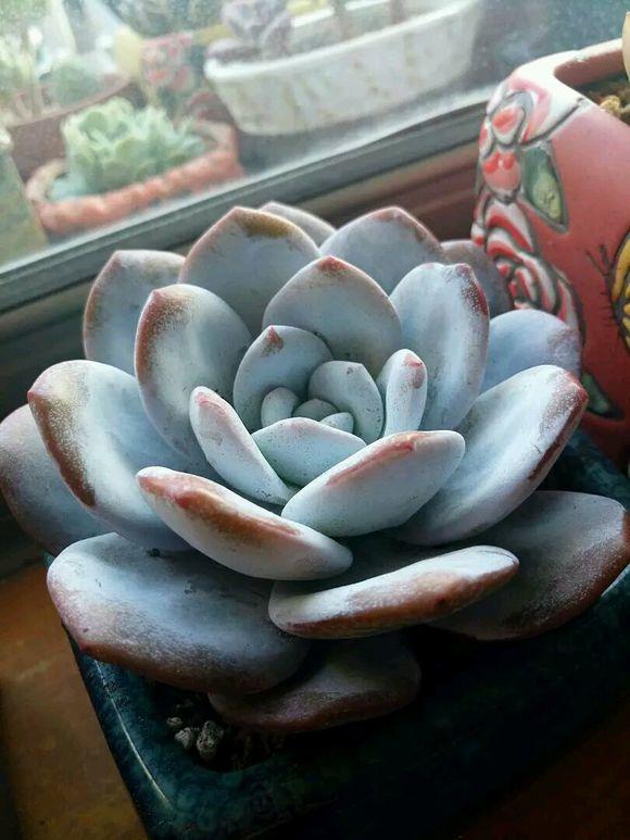 多肉砍头苗扦插后多久生根,多肉砍头生根最快方法