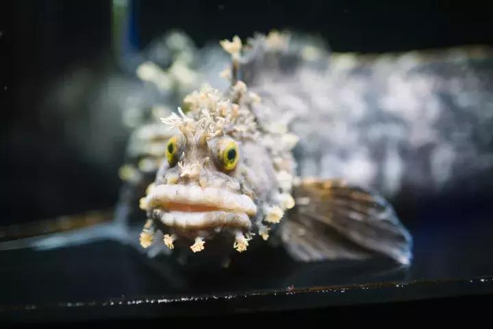 灏忔ń婕,灏忔ń姝ヨ娓歌