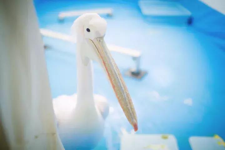 灏忔ń婕,灏忔ń姝ヨ娓歌