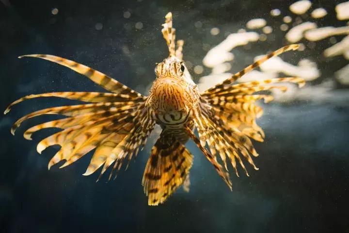 灏忔ń婕,灏忔ń姝ヨ娓歌