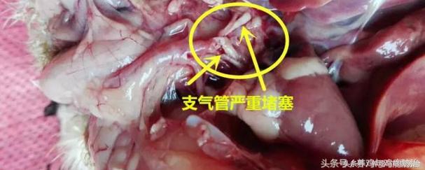 散养鸡支气管堵塞,养鸡堵肺