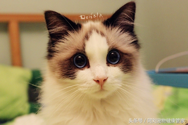 猫咪不孕不育是什么表现,猫咪不孕不育能查出来吗