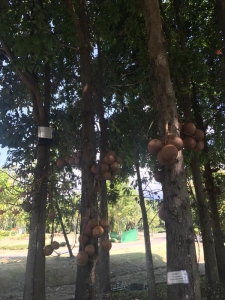 普吉岛清迈曼谷的游玩顺序亲子游,泰国清迈旅游团自由行