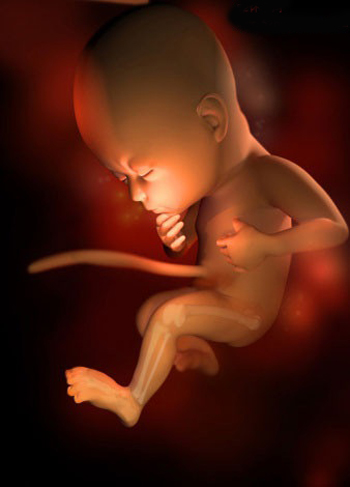 孕宝生长图,胎宝宝3d立体动画