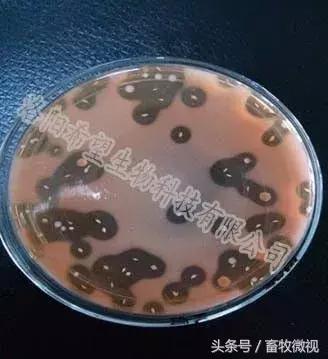 凝结芽孢杆菌作用机理及功能特点