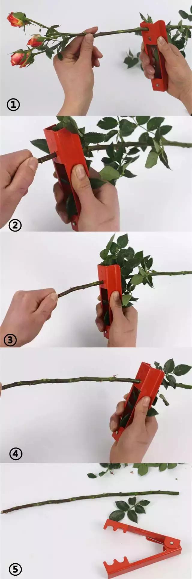 给玫瑰去刺的几种方法,玫瑰鲜花的刺怎么处理