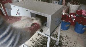 给玫瑰去刺的几种方法,玫瑰鲜花的刺怎么处理