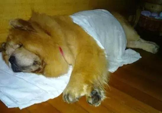 主人突然晕倒狗狗的反应,狗狗突然晕倒还吐怎么回事