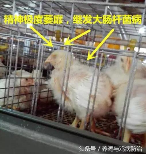 散养鸡支气管堵塞,养鸡堵肺