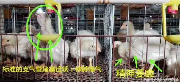 散养鸡支气管堵塞,养鸡堵肺