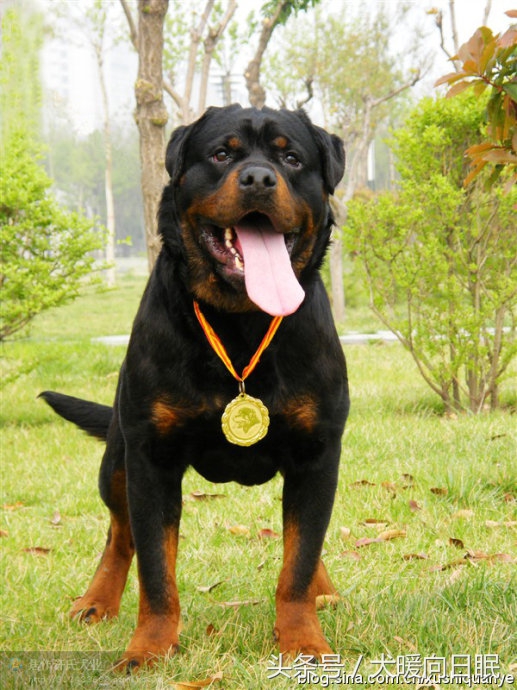 纯种罗威纳都有哪些测量标准？