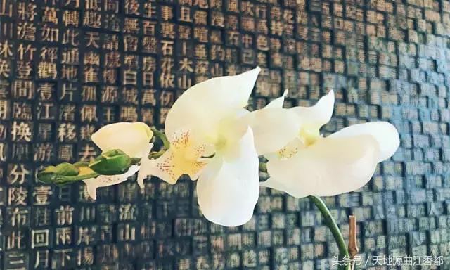 听任素汐的歌曲感受,调素琴阅金经无丝竹之乱耳