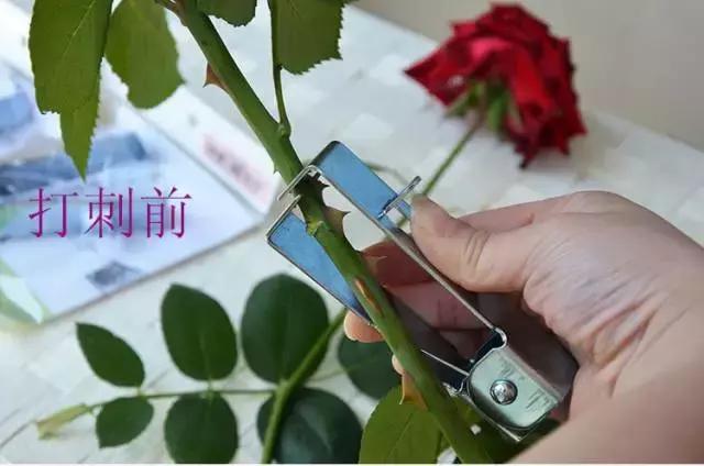 给玫瑰去刺的几种方法,玫瑰鲜花的刺怎么处理