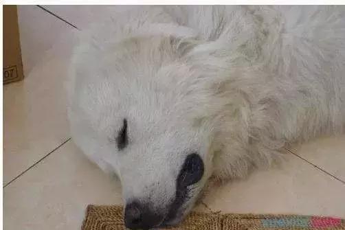 主人突然晕倒狗狗的反应,狗狗突然晕倒还吐怎么回事