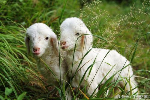 羔羊常见的疾病有哪些,羔羊常见的传染病预防