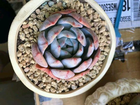 多肉砍头苗扦插后多久生根,多肉砍头生根最快方法