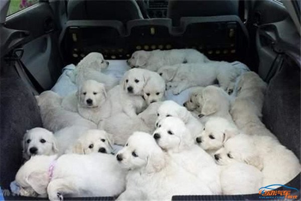 开车带狗兜风会怎么处罚,开车带狗出门狗子总是激动