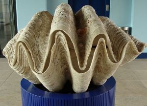 砗磲珠子真假分辨方法,砗磲佛珠的鉴别方法