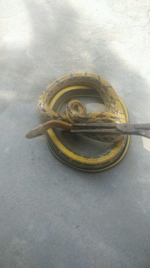 眼镜蛇进家里是什么预兆,蛇进家里是什么预兆该怎么处理