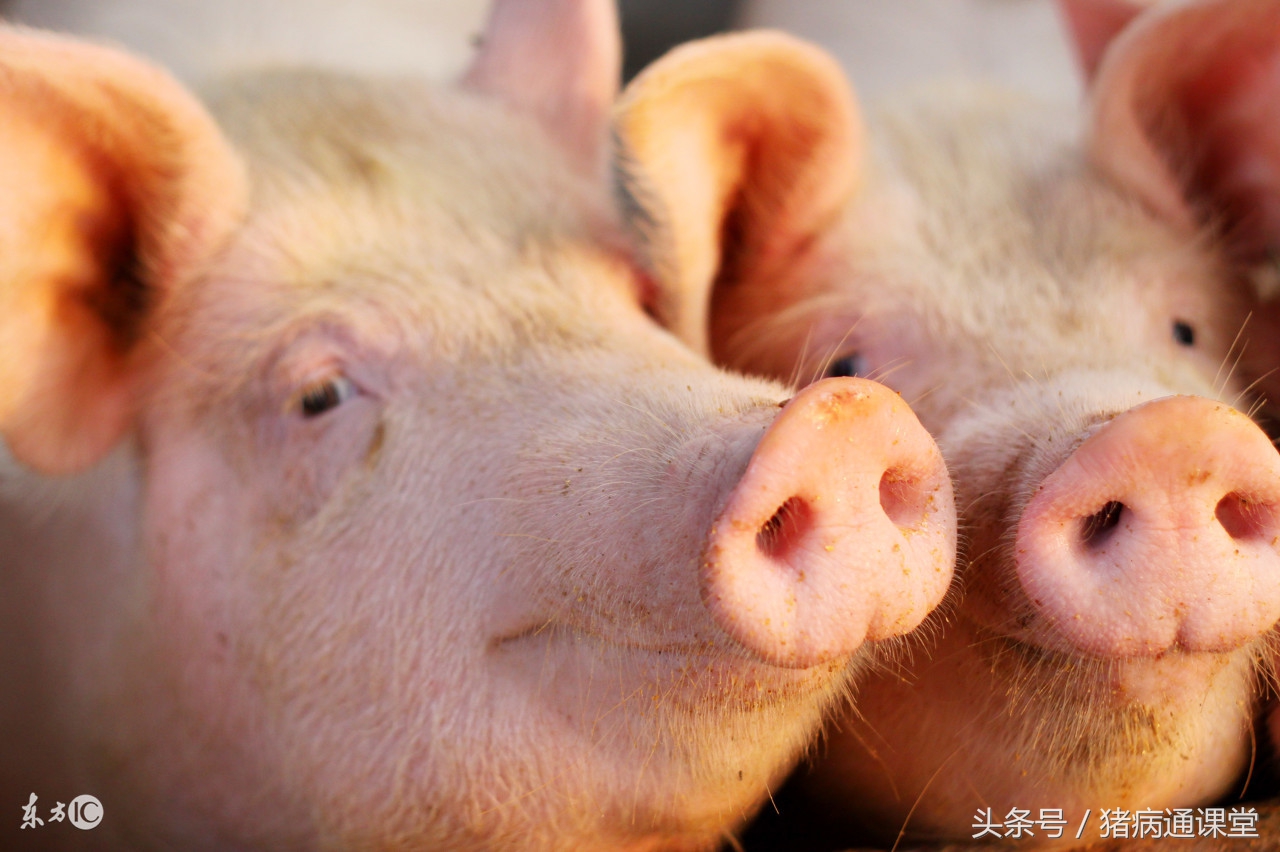 防火员猪中暑,猪中暑怎么办最有效方法