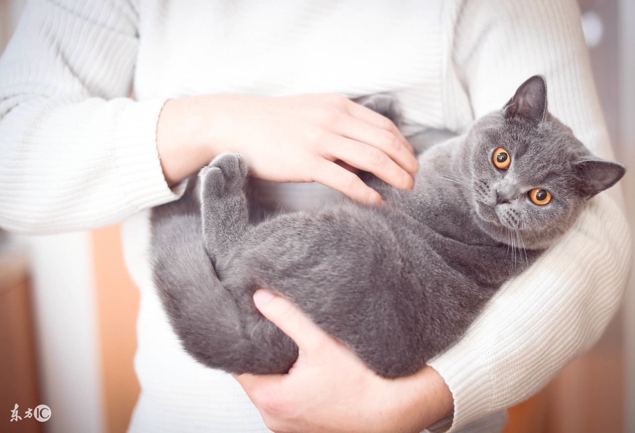 养猫攻略知识分享新手养宠看过来,秋季养猫的常见问题