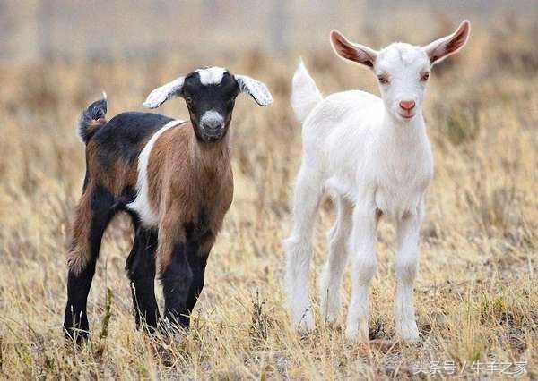 提高种鸭受精率,种公羊应如何饲养管理