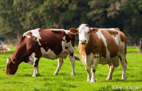 养牛各种痢疾治疗,养牛胃肠疾病怎么治