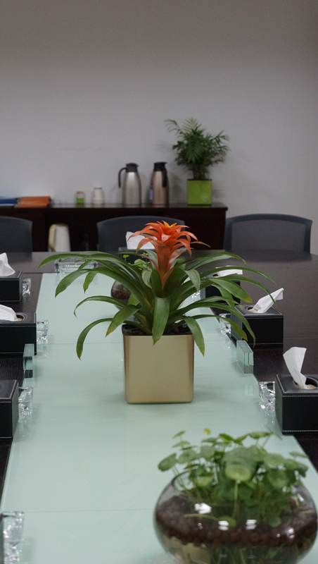 盆花烂根解决小妙招,绿植脱水怎么补救